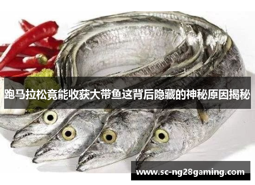 跑马拉松竟能收获大带鱼这背后隐藏的神秘原因揭秘 跑马拉松竟能收获大带鱼这背后隐藏的神秘原因揭秘